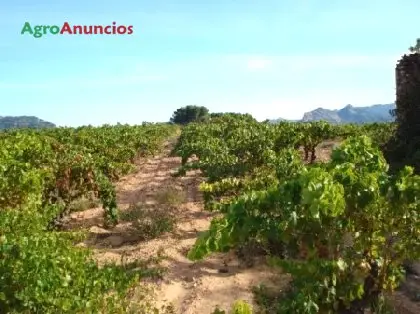 Venta  de Terreno de viñas con masia en Tarragona