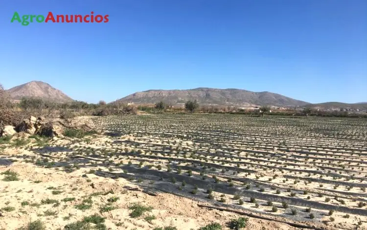 Venta Suelo Urbanizable Lorca Murcia 31503m2 Aromáticas