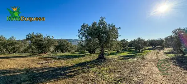 Finca Rustica 115ha Loja Granada Olivar Cortijo