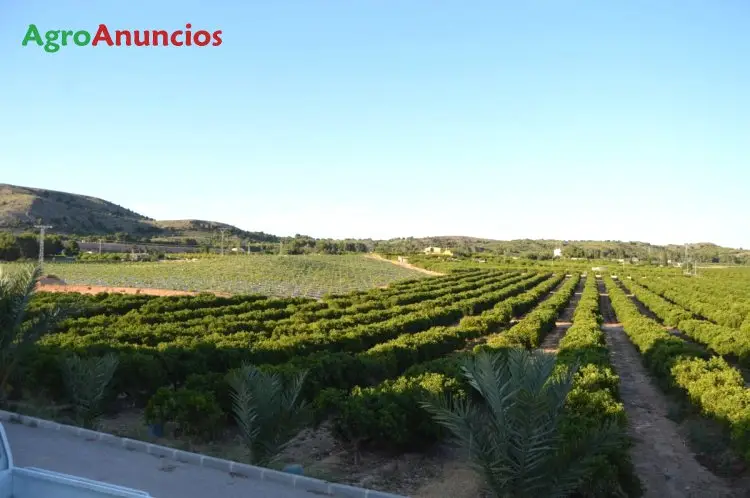 Venta  de Finca de naranjos y limones en Murcia