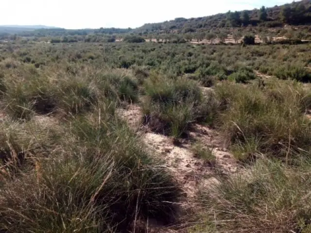 Parcela en Almansa Los Espetones 10000m2 Para Edificar
