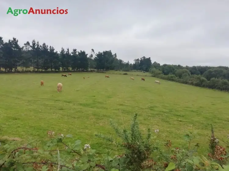 Venta  de Finca ganadera en A Coruña