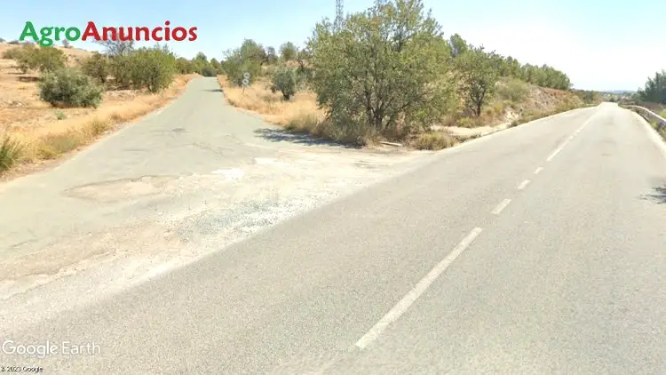 Venta  de Finca de olivos y almendros en Murcia