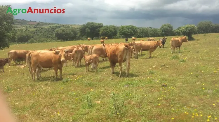 Demanda  de Finca para  100 vacas en Salamanca