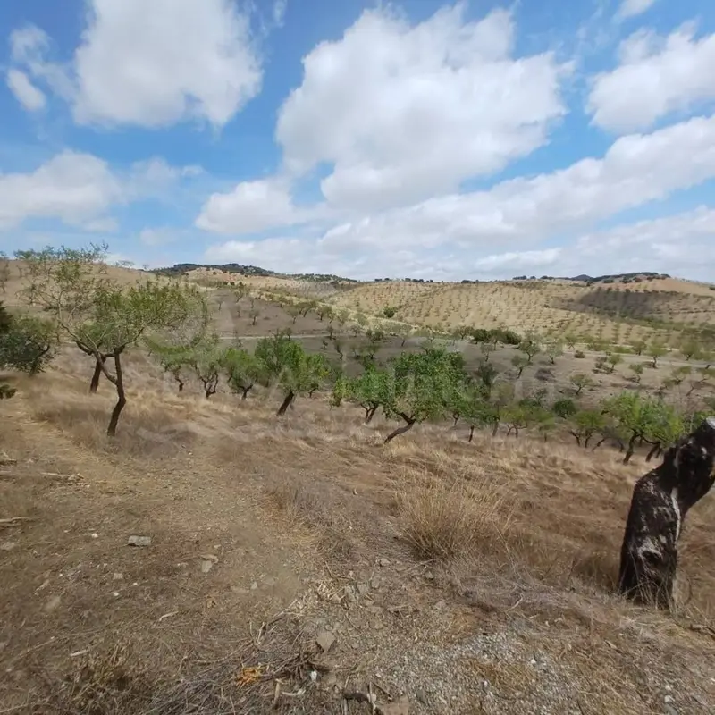 Cortijo con 2 Casas y Piscina en Vélez Rubio