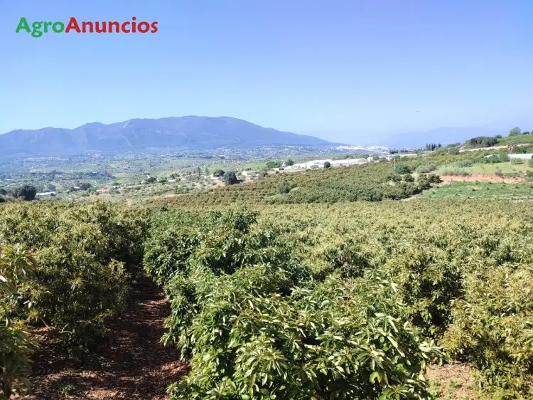 Venta  de Finca de aguacates en Málaga