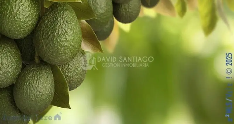 Terreno Agricola con Aguacates en Trapiche Malaga