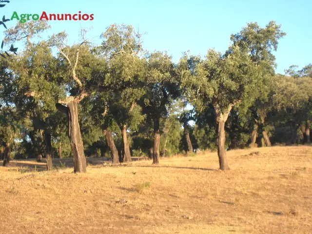 Venta  de Finca ganadera de labor y algo cinegética en Cáceres