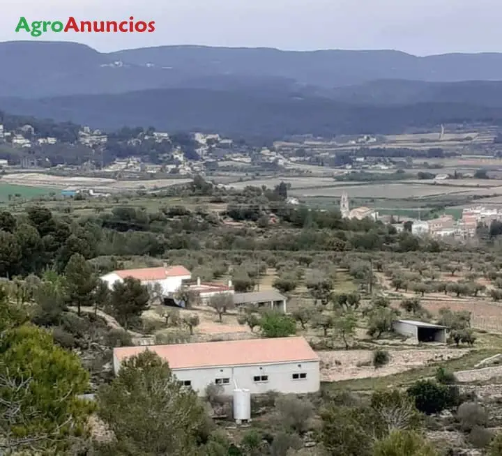 Alquiler  de Finca con  olivar de arbequinas en Barcelona