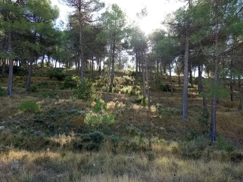 Venta Parcela Vistas Inmejorables Sargento Alcoy