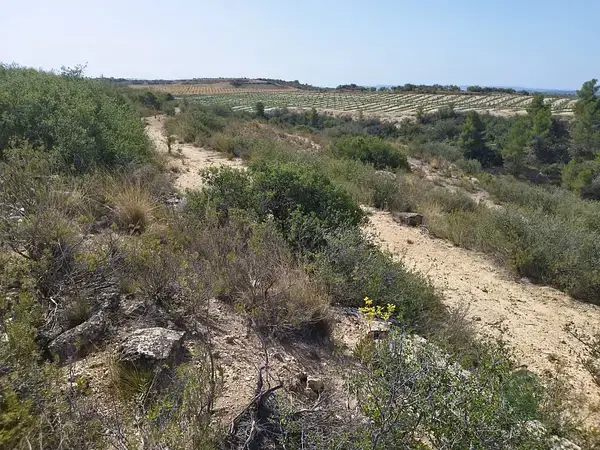 Finca Rustica 11000m2 Castelldans Lleida Almendros