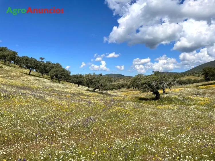 Venta Finca Dehesa Extremadura 125 Ha Palomas Badajoz