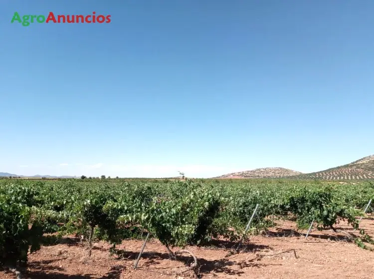 Venta  de Fincas de viñedo de regadío en Toledo