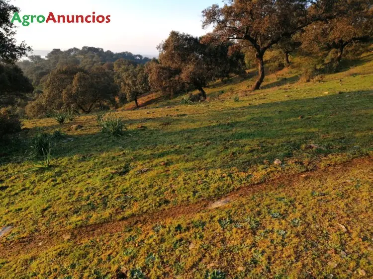 Venta  de Finca rústica agroganadera en Jaén