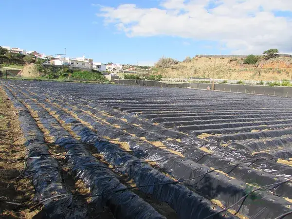 Finca Agricola Algarrobo Alta Rentabilidad Inversión Playa