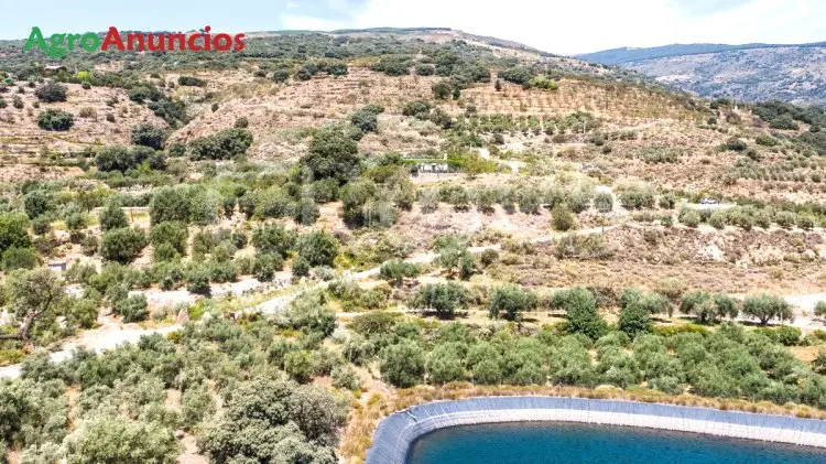 Venta  de Finca de olivar riego por goteo en Granada