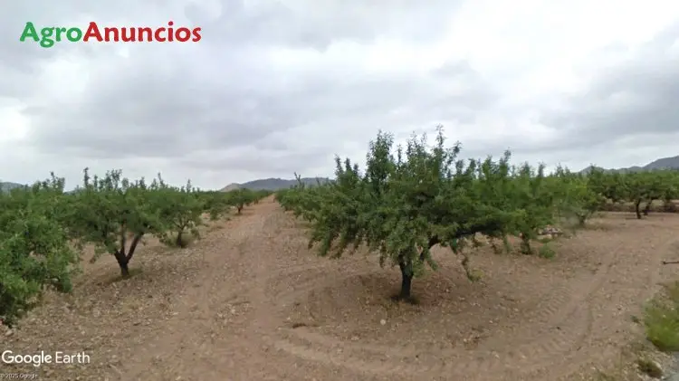 Finca de Almendros en Murcia con Posibilidad de Vivienda