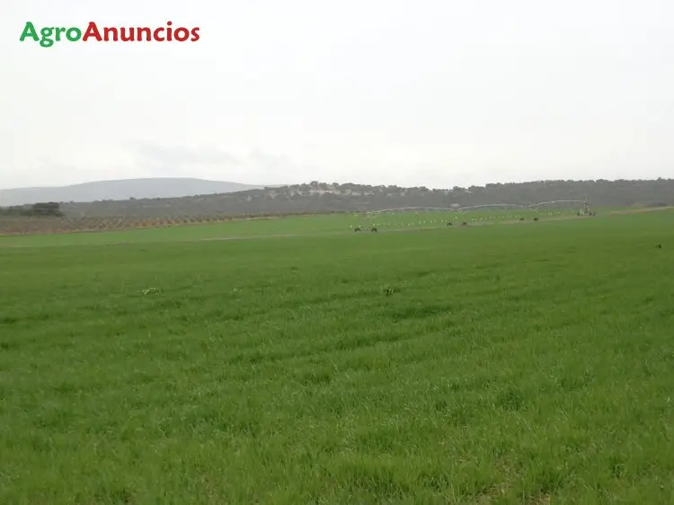 Venta  de Finca de regadío con pivot en Ciudad Real