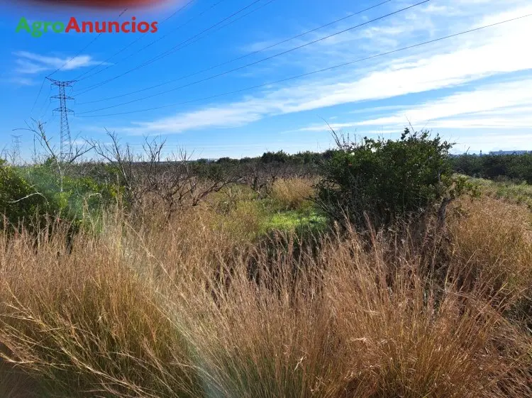 Venta  de Finca de regadío en Valencia