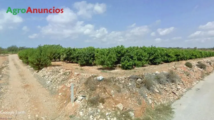 Venta  de Finca con caseta para restaurar en Castellón