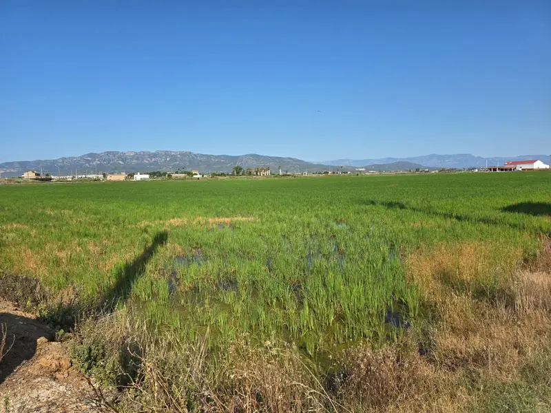 Finca de Arroz en Amposta Tarragona