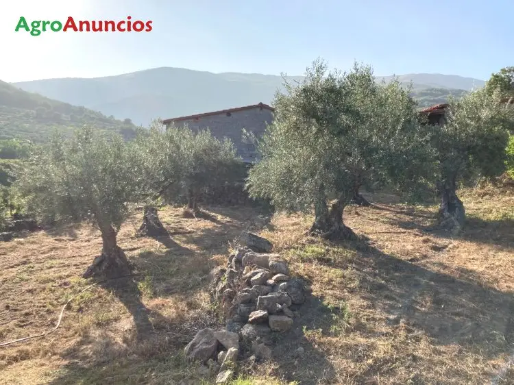 Venta  de Finca de olivos en Cáceres