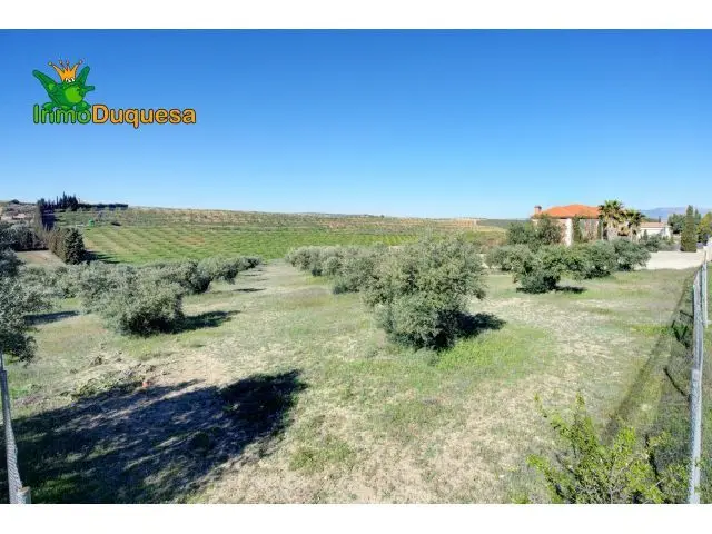 Terreno 5000m2 con 50 Olivos en Las Gabias