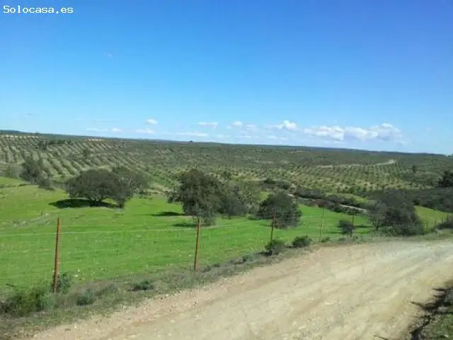 Finca Rustica 300 Hectareas Olivos Arbequinos Huelva