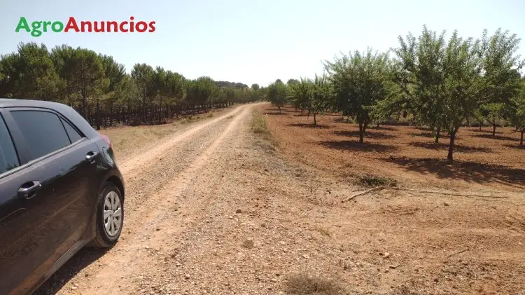 Venta  de Finca con olivos,  cerezos,  viñas e higueras en Cuenca