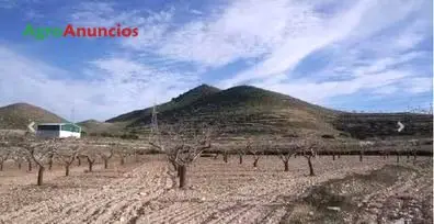 Venta  de Finca de almendros, opción vivienda rural en Murcia