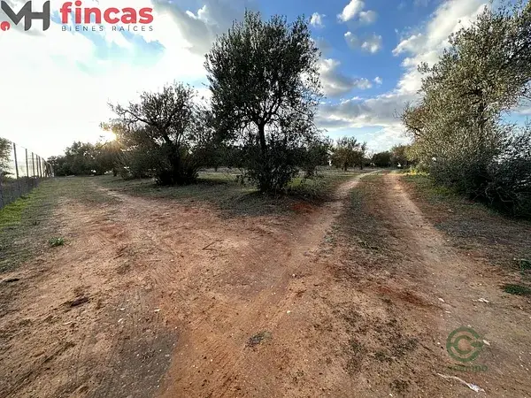 Olivar en Arahal 3600m2
