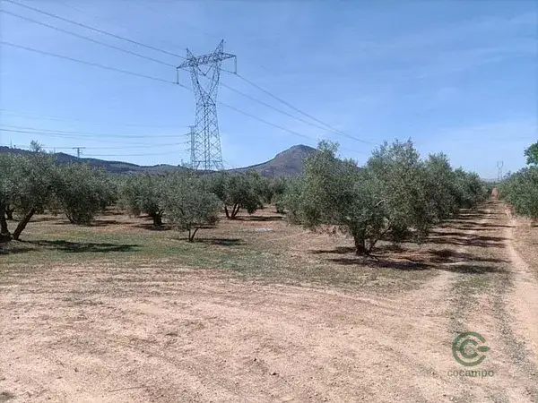 Parcelas Rusticas en Albolote con Olivos