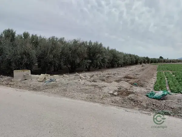Terreno Rustico Lorca 8401m2 250 Olivos