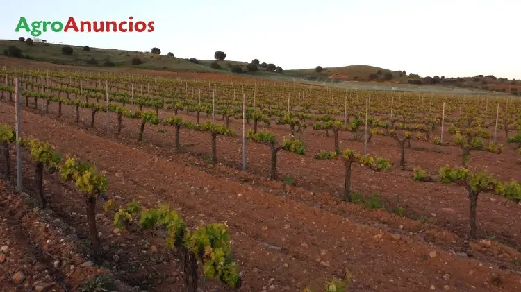 Venta  de Finca con viñedo en espaldera tinta de toro en Zamora