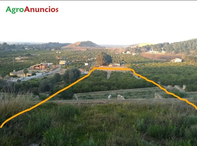 Venta  de Finca de naranjos en Valencia