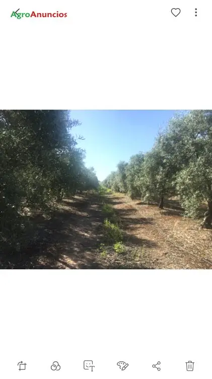 Venta  de Finca de olivos con riego por goteo en Jaén