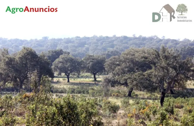 Finca Rustica Ganadera y Caza Mayor en Caceres