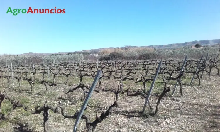 Alquiler  de Finca de viñas garnacha de regadío en Zaragoza