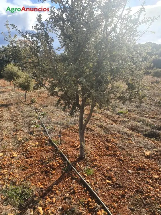 Venta  de Finca de encinas truferas en Guadalajara