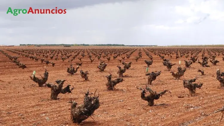 Venta  de Finca de viñedos con bodega en Ciudad Real