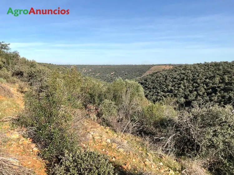 Venta  de Finca de caza mayor en Toledo