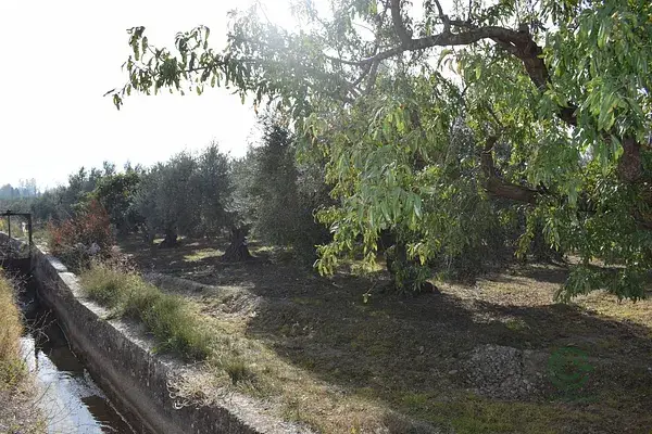Finca Rustica con Olivos en Otura Granada