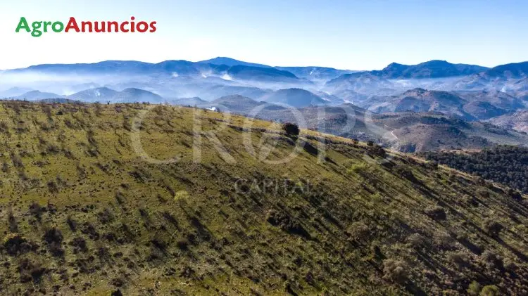 Venta  de Finca de caza con casa en Jaén