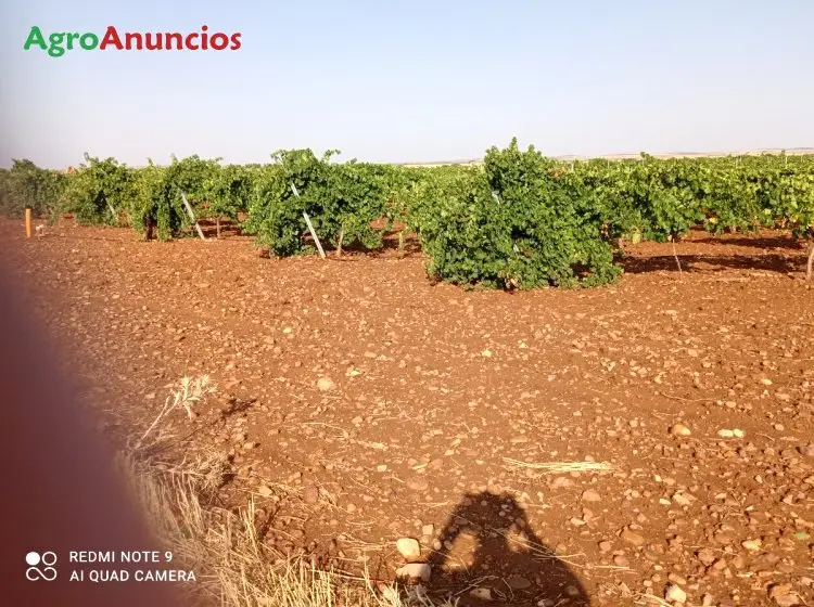 Venta  de Finca de viñas verdejo con riego por goteo en Toledo