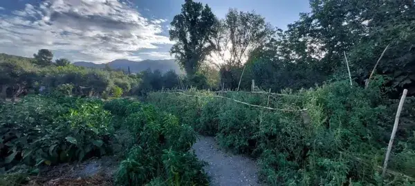 Huerta con Casa en Jaen Quesada 028ha