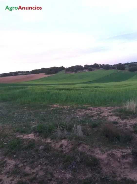 Compra  de Fincas de secano en Burgos