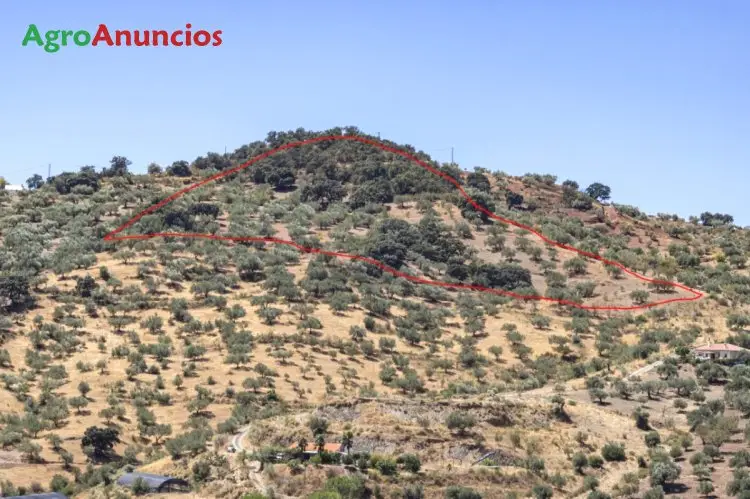 Venta  de Finca con olivos verdiales y hojiblanca en Málaga