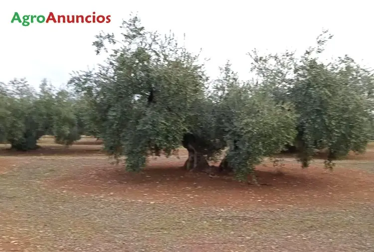 Venta  de Finca de olivar en Córdoba