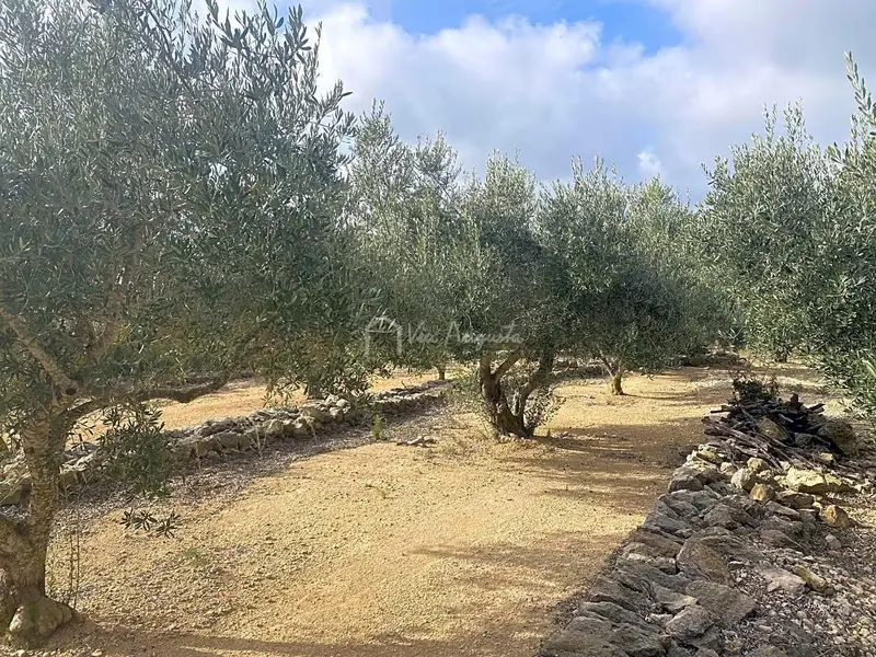 Finca Rustica en El Perello con Olivos