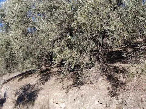 Terreno en Venta Canillas de Albaida Espa
ja